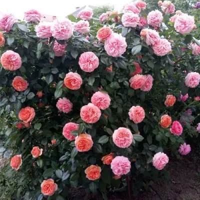 Роза ЧИППЕНДЕЙЛ чайно-гибридная в Горках