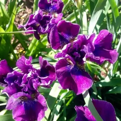 Ирис БАНДЛ ОВ ДЖОЙ сибирский в Горках