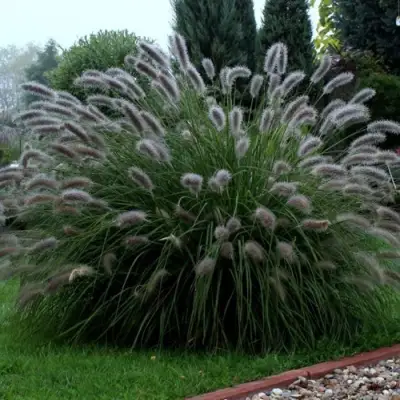 Пеннисетум ЛЕДИ Ю в Горках