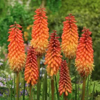 Книфофия АЛЬКАЗАР гибридная в Горках