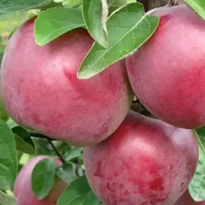 Яблоня АЛЕСЯ в Горках