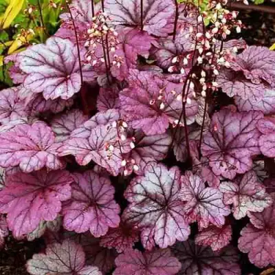 Гейхера ШУГА ФРОСТИНГ в Горках