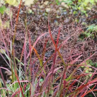 Просо РЕБРАУН прутьевидное в Горках