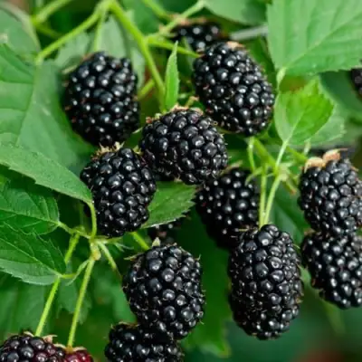 Ежевика ЛОХТЕЙ бесшипная в Горках