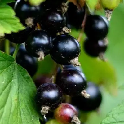 Смородина чёрная КАТЮША в Горках