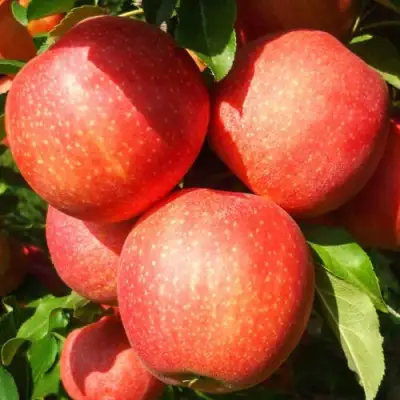 Яблоня ГАЛА ШНИГА в Горках