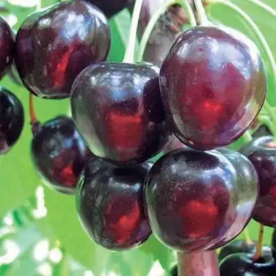 Черешня ЛЮБИМИЦА АСТАХОВА в Горках