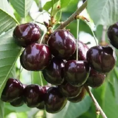 Черешня ЛЕНИНГРАДСКАЯ ЧЁРНАЯ в Горках