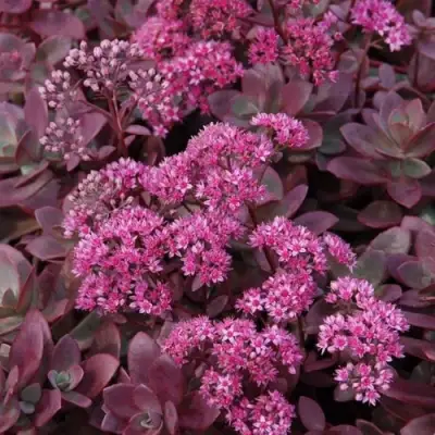 Очиток (седум) САНСПАРКЛЕР ФАЙЕРКРЕКЕР в Горках