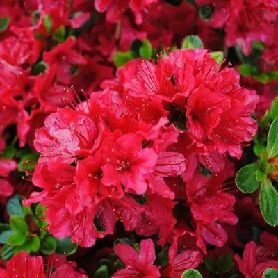 Азалия ХИНО КРИМСОН японская в Горках