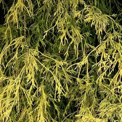 Кипарисовик ФИЛИФЕРА АУРЕА горохоплодный в Горках