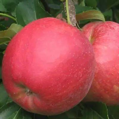 Яблоня РУБИН в Горках