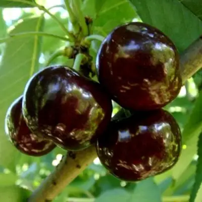 Черешня МУСКАТНАЯ в Горках