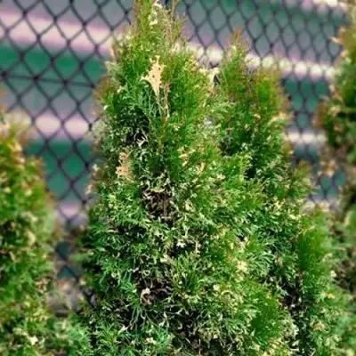 Туя СМАРАГД ВАРИЕГАТА западная в Горках