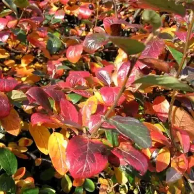 Кизильник блестящий в Горках