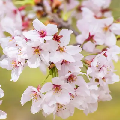 Сакура КОЙО НО МАЙ в Горках