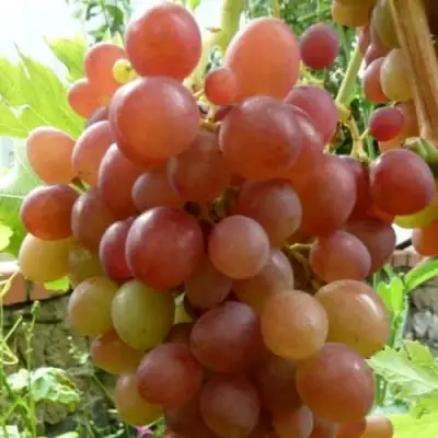 Виноград БЛЕСТЯЩИЙ в Горках