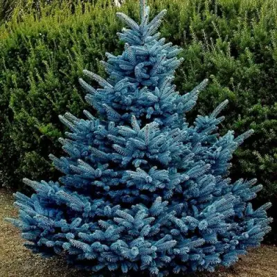 Ель МАДЖЕСТИК БЛЮ колючая в Горках