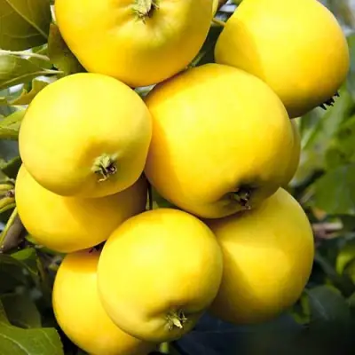 Яблоня УРАЛЬСКОЕ НАЛИВНОЕ в Горках