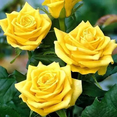 Роза ПАПИЛОН чайно-гибридная в Горках