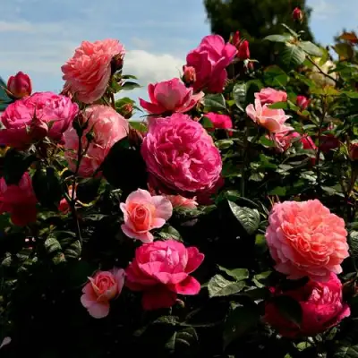 Роза ОЛЬГА шраб в Горках