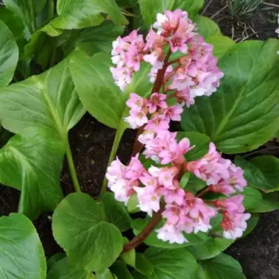 Бадан БЭБИ ДОЛЛ в Горках