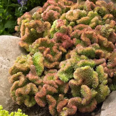 Очиток (седум) КРИСТАТУМ отогнутый в Горках