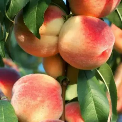 Персик ЛОЙКО 2 в Горках