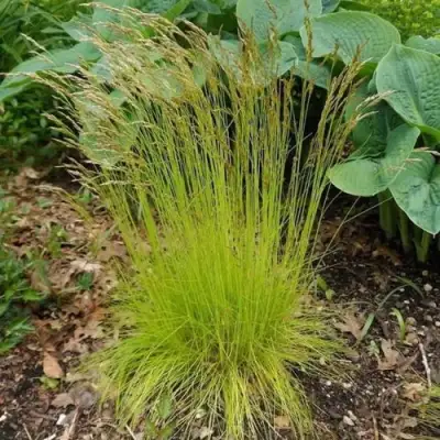 Щучка ТАТРА ГОЛД извилистая в Горках