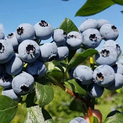 Голубика НЕЛЬСОН в Горках