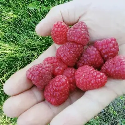 Малина ПОЛЬКА (ПОЛКА) в Горках