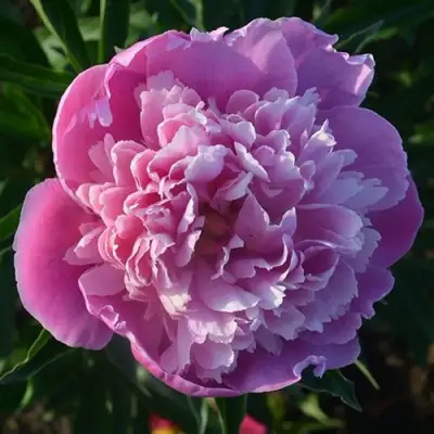 саженцы пиона