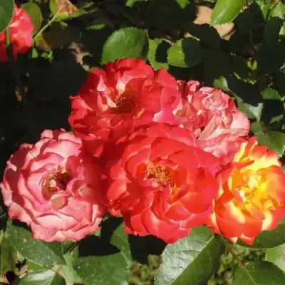 Роза ТАЙФУН спрей в Горках