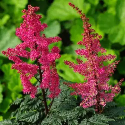 Астильба МУЛЕН РУЖ курчавая в Горках
