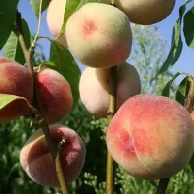 Персик ДОНЕЦКИЙ БЕЛЫЙ в Горках