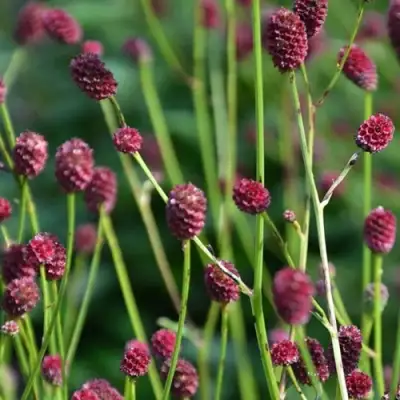 Кровохлебка ЧОКОЛАТ ТИП в Горках