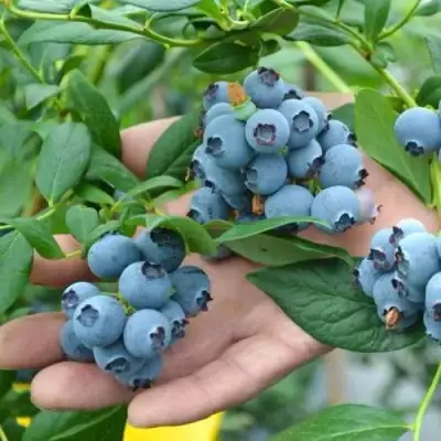 Голубика ТОРО в Горках