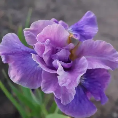 Ирис ХЭВИНГ ФАН сибирский в Горках