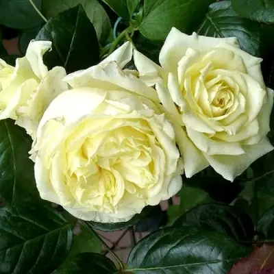 Роза ЭЛЬФ плетистая в Горках