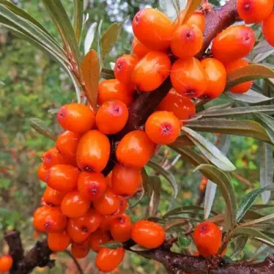 Облепиха ДЖЕМОВАЯ в Горках