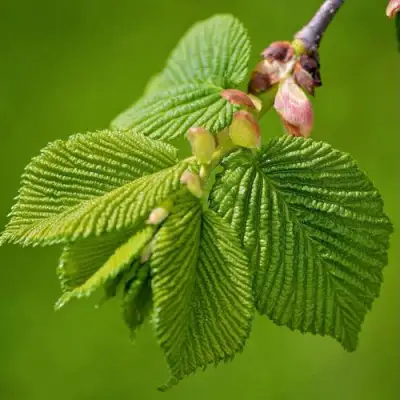 Вяз обыкновенный в Горках