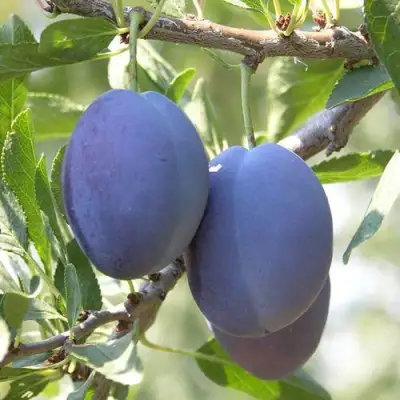 Слива СТЭНЛИ в Горках