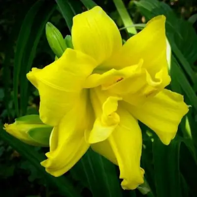 Лилейник ДАБЛ РИВЕР ВАЙ гибридный в Горках