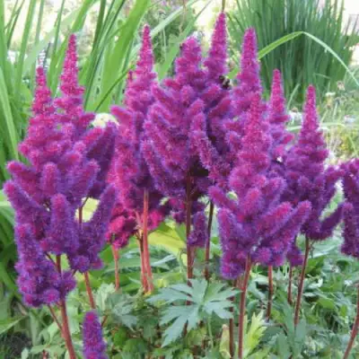 Астильба БЛЭК ЭНД БЛУ китайская в Горках