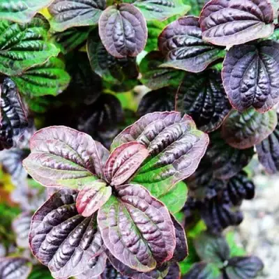 Дерен КОМПРЕССА кроваво-красный в Горках