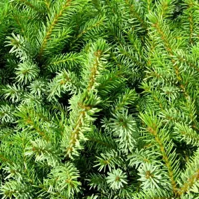 Ель НАНА сербская в Горках