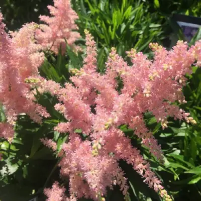 Астильба БРЕССИНГЕМ БЬЮТИ Арендса в Горках