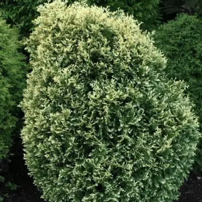 Туя ЛИТОМИШИЛ западная в Горках