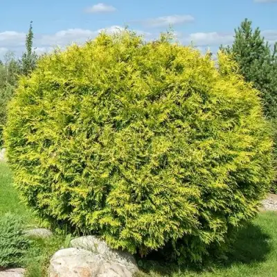 Туя ГОЛДЕН ГЛОБ западная в Горках