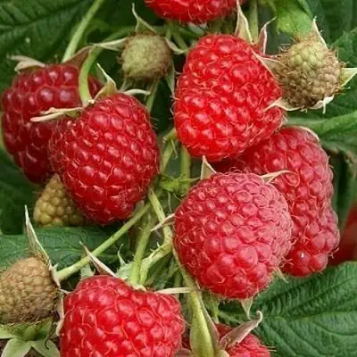 Малина ГЛЕН АМПЛ в Горках